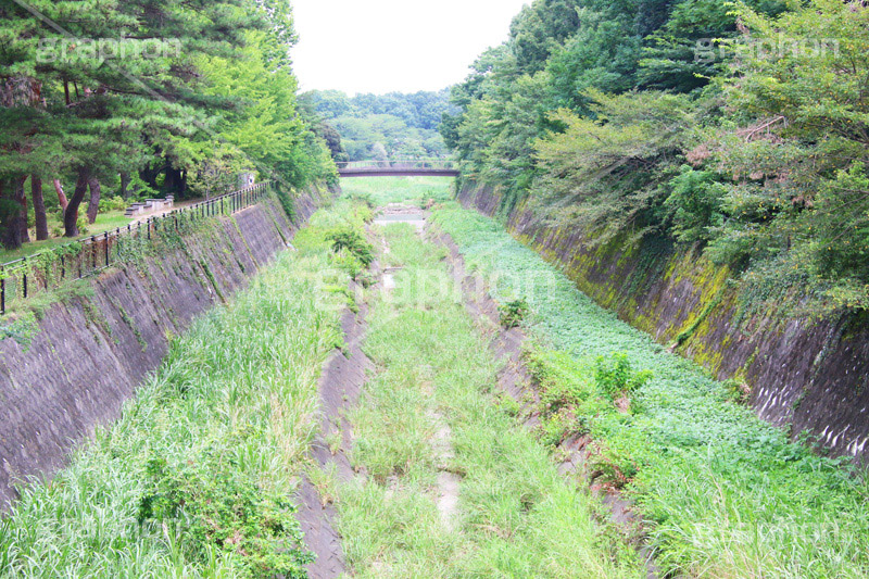 残堀川,河原,昭和記念公園,公園,国営公園,国営,立川,雑草,草木,自然