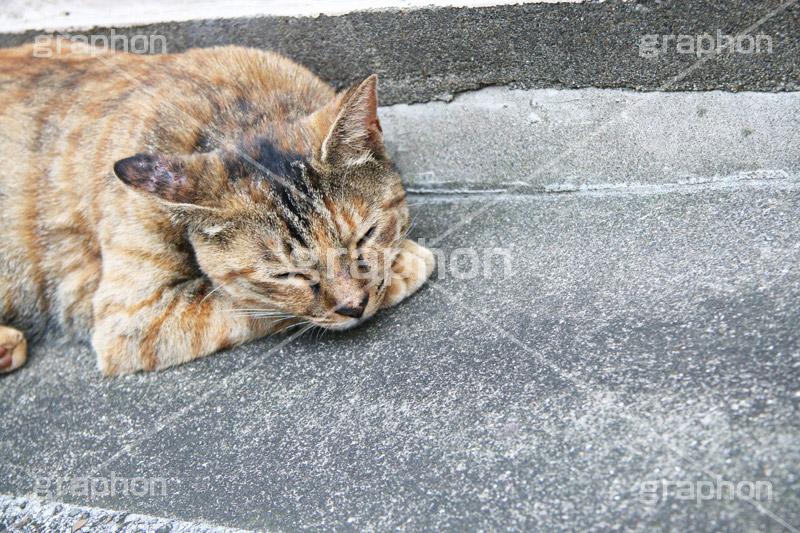 昼寝中,昼寝,日向ぼっこ,ひなたぼっこ,のら,野良,ねこ,猫,ネコ,野良猫,寝る,cat