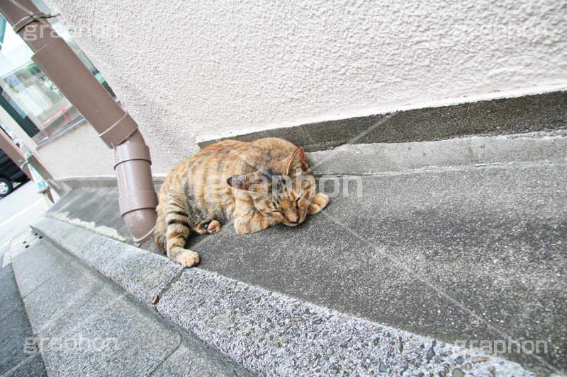 昼寝中,昼寝,日向ぼっこ,ひなたぼっこ,のら,野良,ねこ,猫,ネコ,野良猫,寝る,cat