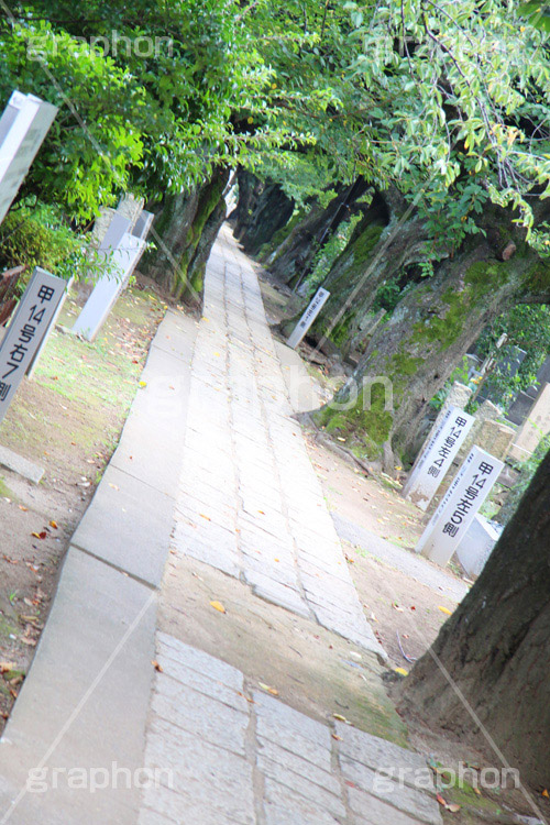 谷中霊園,谷中,霊園,日暮里,荒川区,西日暮里,駅前,台東区,お墓,墓,公園,墓地,石畳,深緑