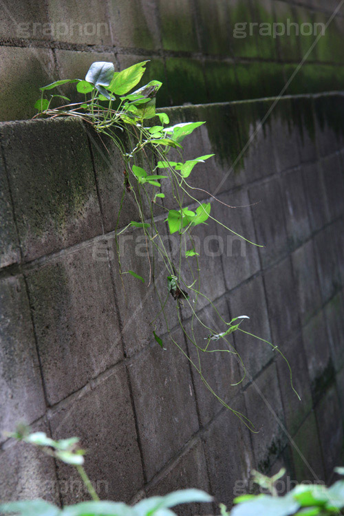 塀に生えた雑草,雑草,生える,生命力,草,コケ,苔,塀,ブロック塀,草木,自然