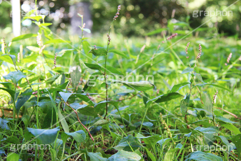 雑草,草むら,草,自然,草刈り,緑,生命力,植物,強い,青々,草木