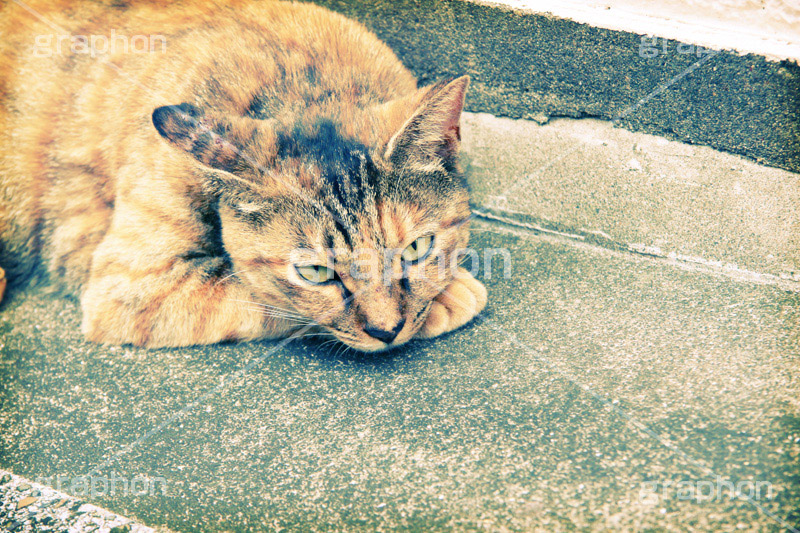 ひなたぼっこ(ヴィンテージ),動物,トイカメラ撮影,トイカメラ,ヴィンテージ,ビンテージ,レトロ,お洒落,おしゃれ,オシャレ,味わい,トンネル効果