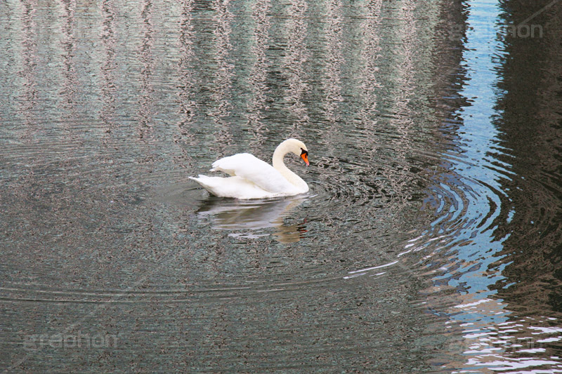 白鳥,鳥,野鳥,とり,優雅,池,泳ぐ,水面,渡り鳥,カモ科,水鳥,湖