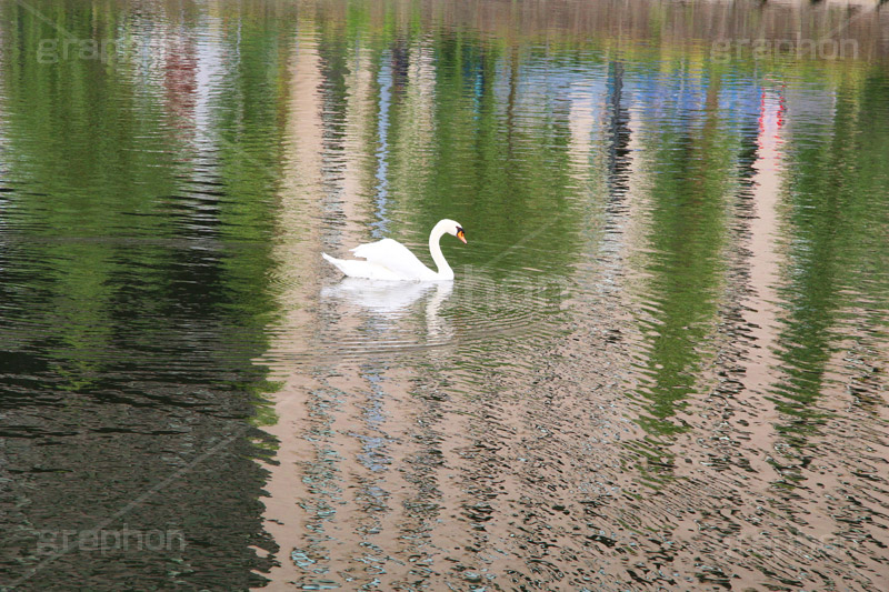 優雅に泳ぐ白鳥,白鳥,鳥,野鳥,とり,優雅,池,泳ぐ,水面,渡り鳥,カモ科,水鳥,湖