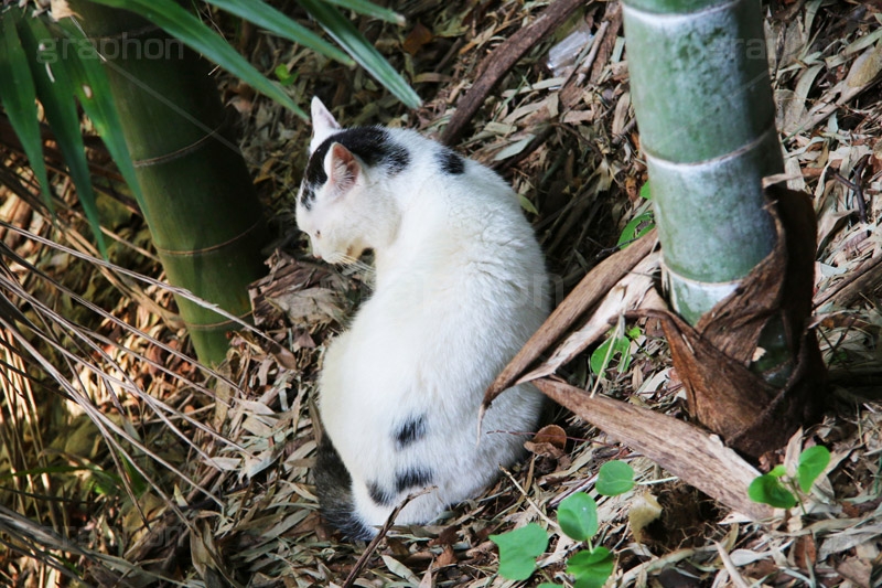 竹薮に猫,野良猫,のら,野良,ねこ,猫,ネコ,竹,雑草,落ち葉,cat