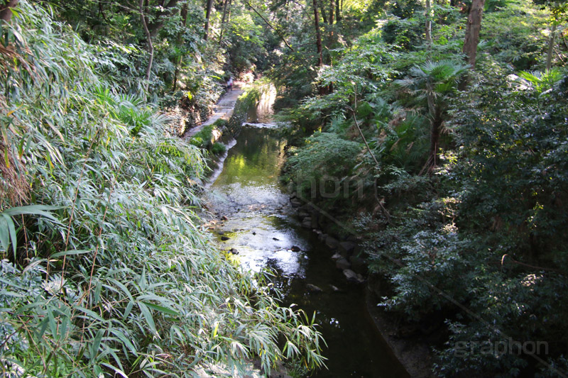 谷沢川,川,等々力渓谷,等々力,渓谷,世田谷区,世田谷,名勝,大自然,涼,マイナスイオン,谷沢川,スポット,さんぽ,散歩,木々,避暑地