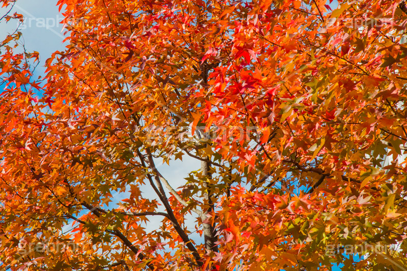 紅葉,自然,植物,木々,秋,オレンジ,赤,季語,japan,autumn