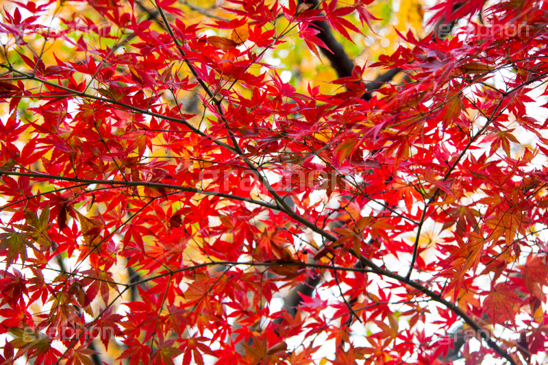 真っ赤なモミジ,もみじ,真っ赤,色づく,紅葉,自然,植物,木々,秋,赤,季語,草木,japan,autumn