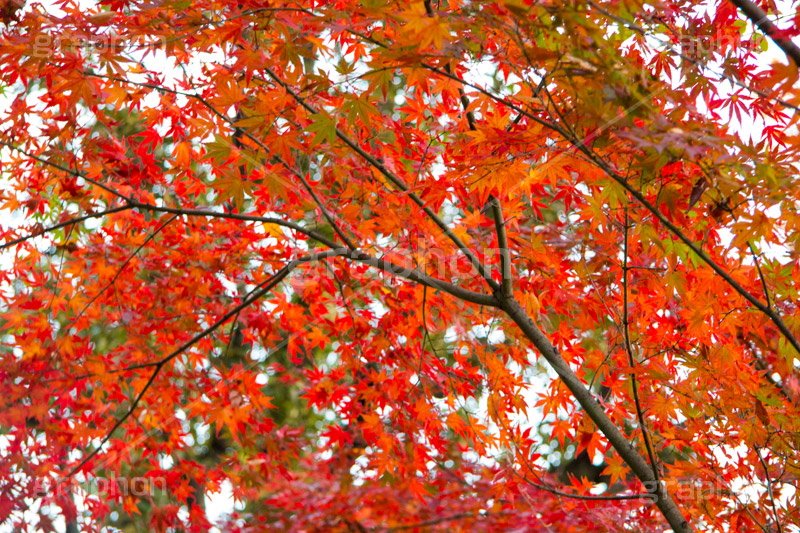 真っ赤なモミジ,もみじ,真っ赤,色づく,紅葉,自然,植物,木々,秋,赤,季語,草木,japan,autumn