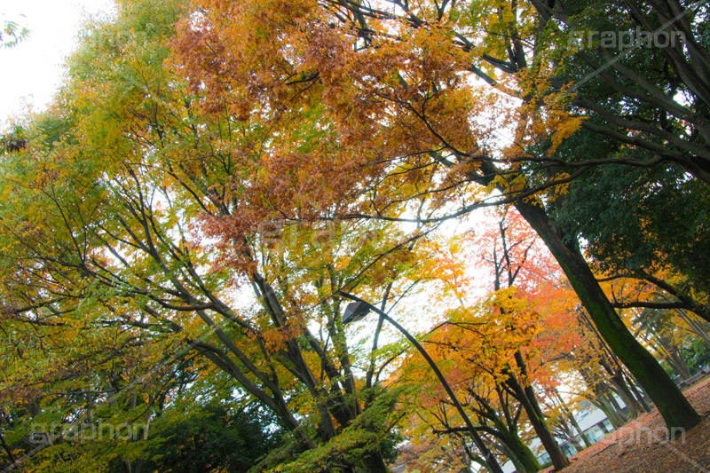 駒沢公園の紅葉,駒沢公園,世田谷区,目黒区,公園,落ち葉,紅葉,自然,植物,木々,秋,オレンジ,黄色,季語,japan,autumn,駒沢オリンピック公園,総合運動場