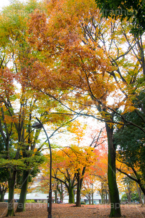 駒沢公園の紅葉,駒沢公園,世田谷区,目黒区,公園,落ち葉,紅葉,自然,植物,木々,秋,オレンジ,黄色,季語,japan,autumn,駒沢オリンピック公園,総合運動場