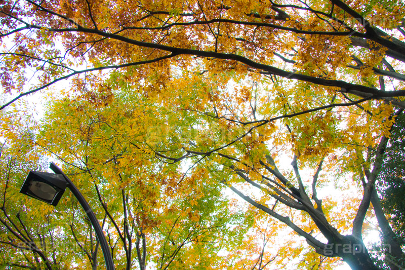 駒沢公園の紅葉,駒沢公園,世田谷区,目黒区,公園,落ち葉,紅葉,自然,植物,木々,秋,オレンジ,黄色,季語,japan,autumn,駒沢オリンピック公園,総合運動場