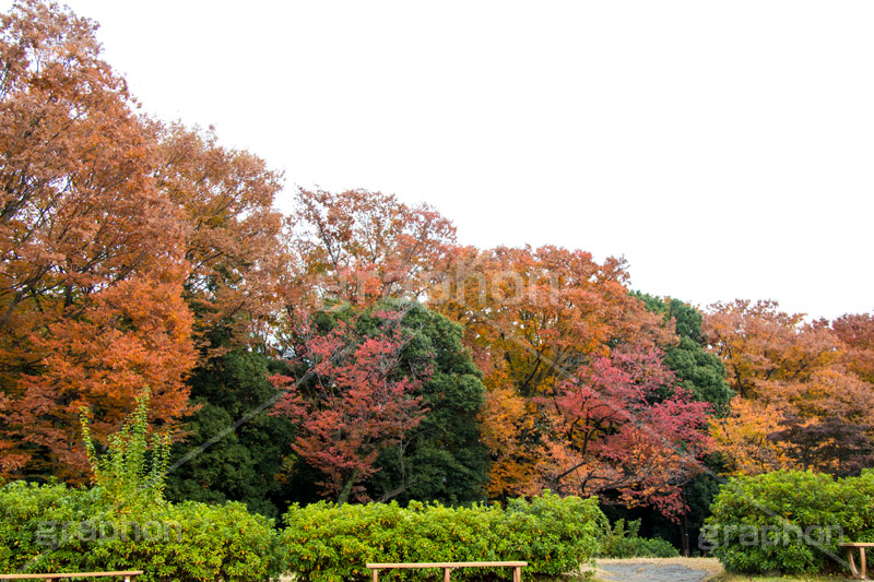 駒沢公園の紅葉,駒沢公園,世田谷区,目黒区,公園,落ち葉,紅葉,自然,植物,木々,秋,オレンジ,黄色,季語,japan,autumn,駒沢オリンピック公園,総合運動場