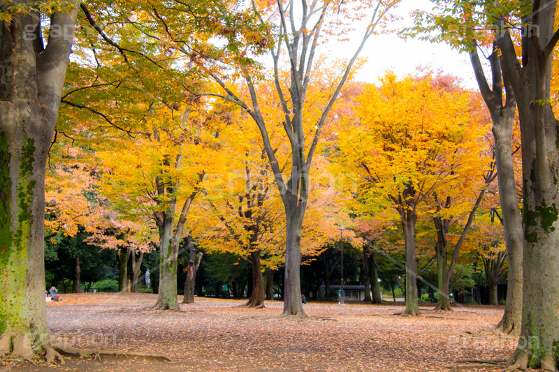 駒沢公園の紅葉,駒沢公園,世田谷区,目黒区,公園,落ち葉,紅葉,自然,植物,木々,秋,オレンジ,黄色,季語,japan,autumn,駒沢オリンピック公園,総合運動場