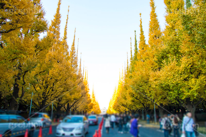 神宮外苑イチョウ並木,神宮外苑,イチョウ並木,紅葉,イチョウ,いちょう,銀杏,こうよう,もみじ,モミジ,紅葉狩り,黄葉,落葉広葉樹,カエデ科,秋,季語,落ち葉,外苑前,港区,japan,autumn