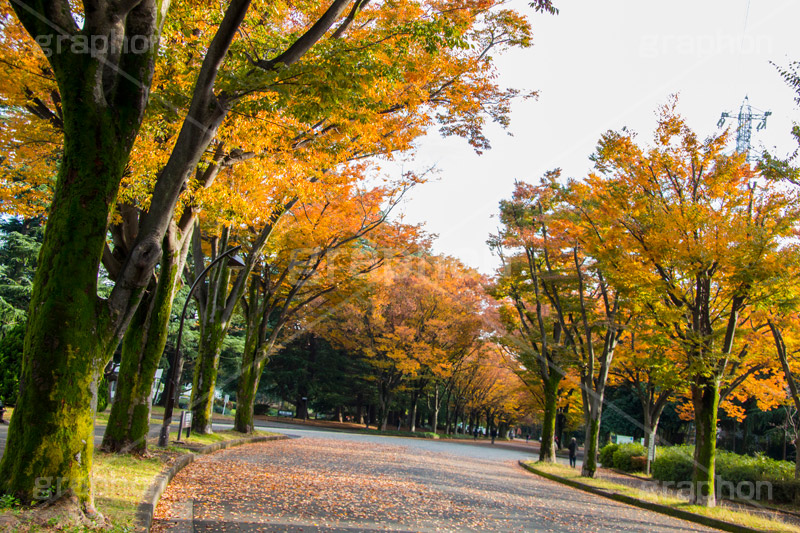 駒沢公園の紅葉,駒沢公園,世田谷区,目黒区,公園,落ち葉,紅葉,自然,植物,木々,秋,オレンジ,黄色,季語,japan,autumn,駒沢オリンピック公園,総合運動場