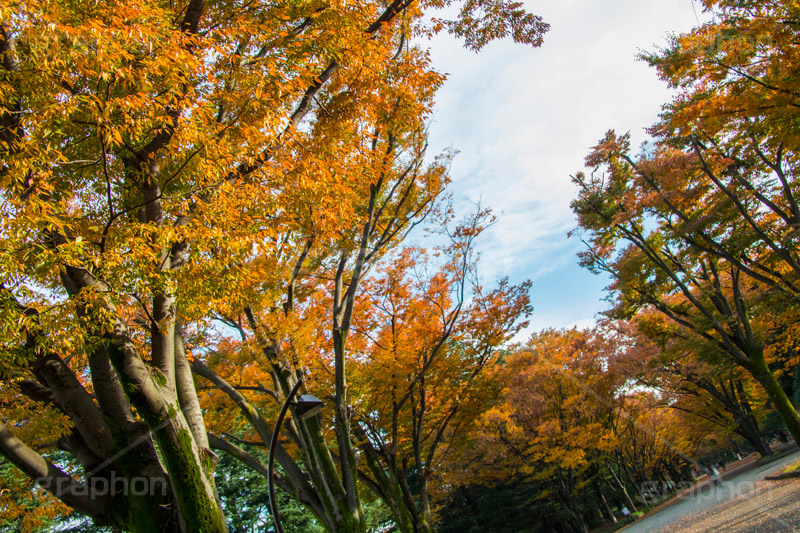 駒沢公園の紅葉,駒沢公園,世田谷区,目黒区,公園,落ち葉,紅葉,自然,植物,木々,秋,オレンジ,黄色,季語,japan,autumn,駒沢オリンピック公園,総合運動場