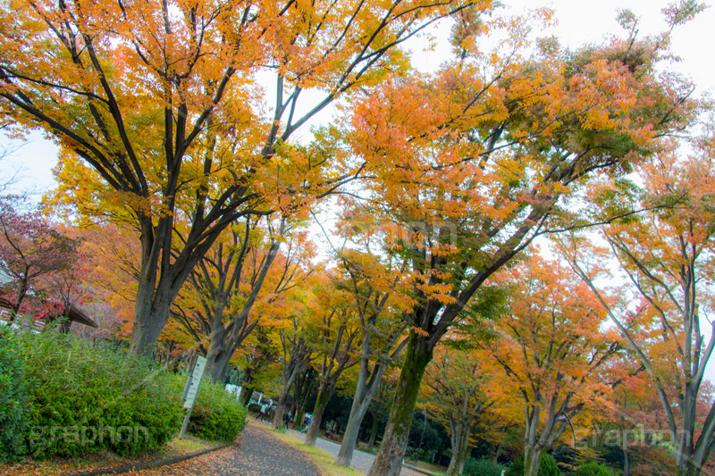 駒沢公園の紅葉,駒沢公園,世田谷区,目黒区,公園,落ち葉,紅葉,自然,植物,木々,秋,オレンジ,黄色,季語,japan,autumn,駒沢オリンピック公園,総合運動場