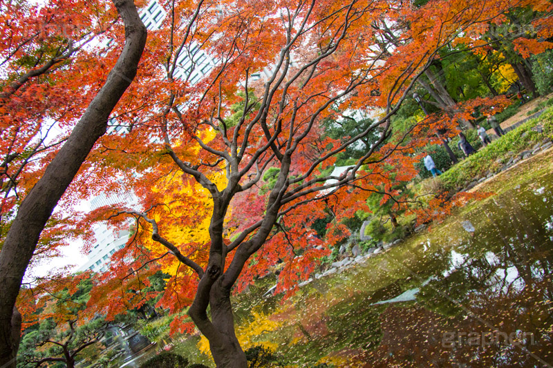 日比谷公園の紅葉,日比谷公園,千代田区,日比谷,公園,紅葉,落ち葉,秋,もみじ,モミジ,いちょう,イチョウ,銀杏,japan,autumn,都立公園,霞が関,有楽町,池,紅葉狩り,季語