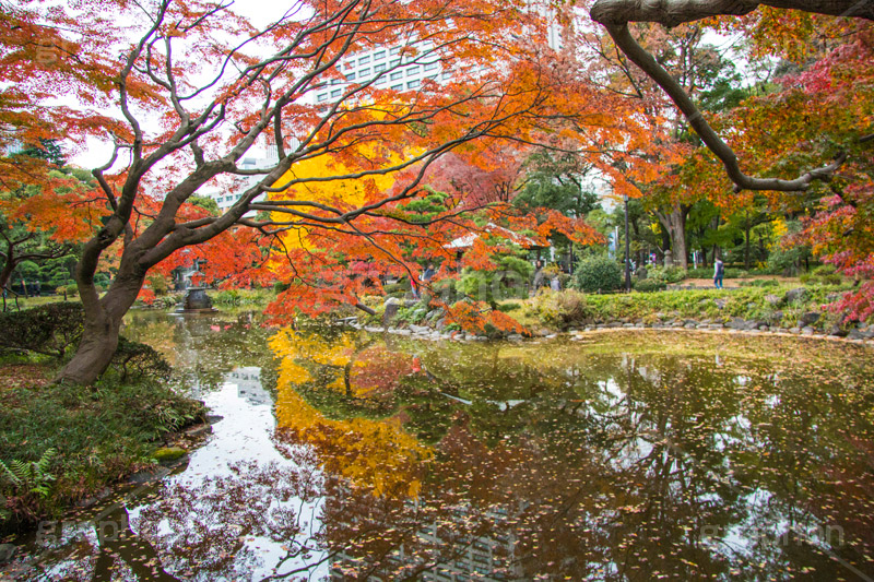 日比谷公園の紅葉,日比谷公園,千代田区,日比谷,公園,紅葉,落ち葉,秋,もみじ,モミジ,いちょう,イチョウ,銀杏,japan,autumn,都立公園,霞が関,有楽町,池,紅葉狩り,季語