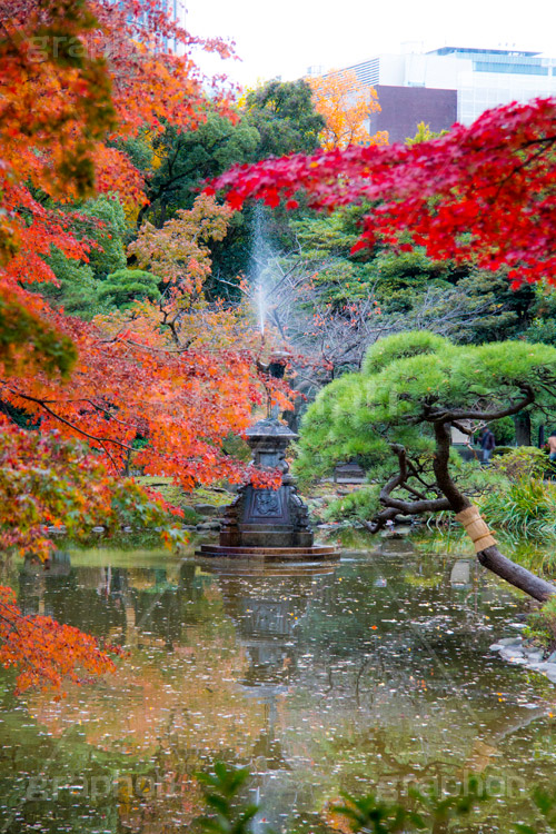 日比谷公園の紅葉,日比谷公園,千代田区,日比谷,公園,紅葉,落ち葉,秋,もみじ,モミジ,いちょう,イチョウ,銀杏,japan,autumn,都立公園,霞が関,有楽町,池,噴水,紅葉狩り,季語