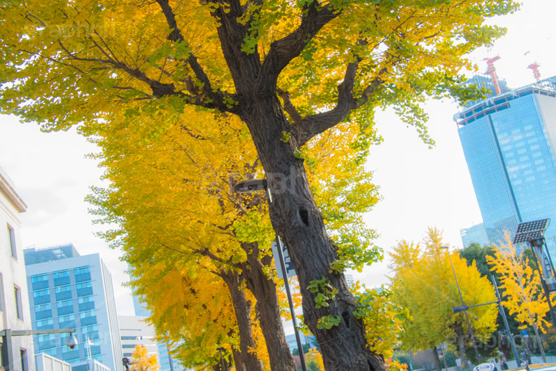 永田町の紅葉,紅葉,秋,銀杏,イチョウ,いちょう,並木,国会議事堂,国会,中枢,国,国家,日本,japan,政治,政治家,議員,議会,霞が関,politics,government,政権,権力,選挙,参議院,衆議院,永田町