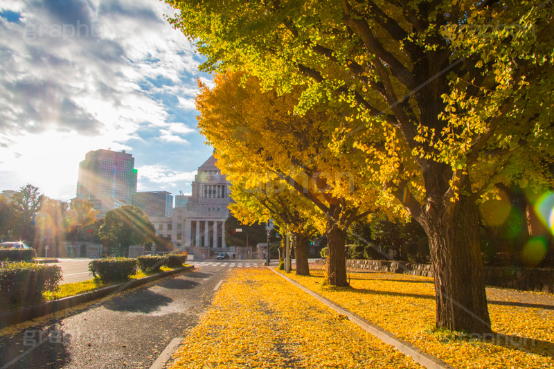 国会議事堂前の紅葉,紅葉,秋,銀杏,イチョウ,いちょう,並木,国会議事堂,国会,中枢,国,国家,日本,japan,政治,政治家,議員,議会,霞が関,politics,government,政権,権力,選挙,デモ,シンボル,symbol,帝国,参議院,衆議院,永田町,正面