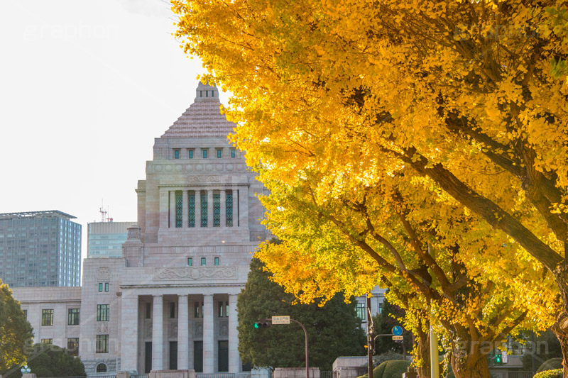 国会議事堂前の紅葉,紅葉,秋,銀杏,イチョウ,いちょう,並木,国会議事堂,国会,中枢,国,国家,日本,japan,政治,政治家,議員,議会,霞が関,politics,government,政権,権力,選挙,デモ,シンボル,symbol,帝国,参議院,衆議院,永田町,正面