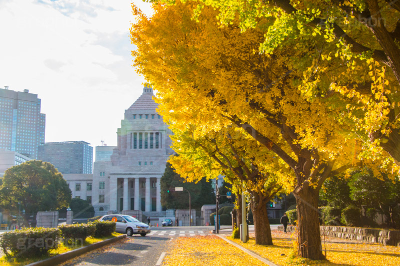 国会議事堂前の紅葉,紅葉,秋,銀杏,イチョウ,いちょう,並木,国会議事堂,国会,中枢,国,国家,日本,japan,政治,政治家,議員,議会,霞が関,politics,government,政権,権力,選挙,デモ,シンボル,symbol,帝国,参議院,衆議院,永田町,正面