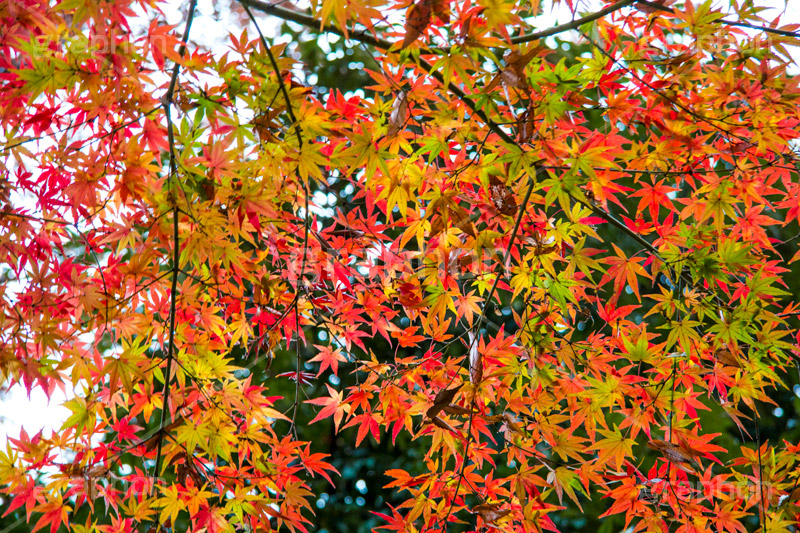 赤、黄、緑が綺麗なもみじ,グラデーション,もみじ,真っ赤,色づく,紅葉,自然,植物,木々,秋,赤,季語,草木,japan,autumn,gradation