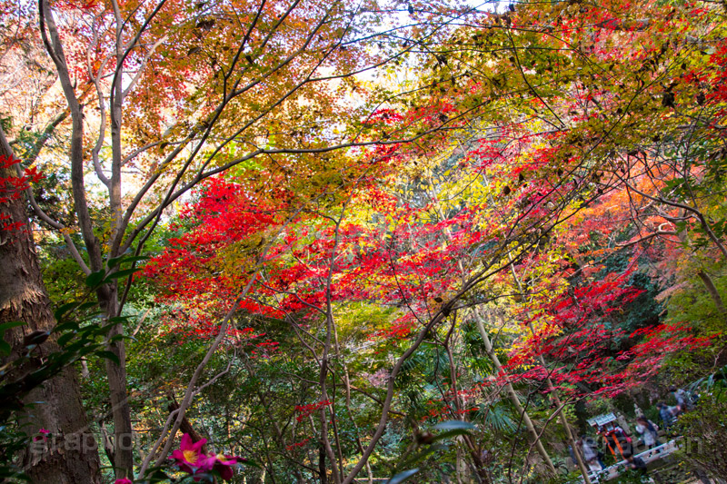 等々力渓谷の紅葉,紅葉,秋,もみじ,モミジ,かえで,等々力渓谷,等々力,渓谷,世田谷区,世田谷,名勝,大自然,涼,マイナスイオン,谷沢川,スポット,さんぽ,散歩,木々,避暑地,季語