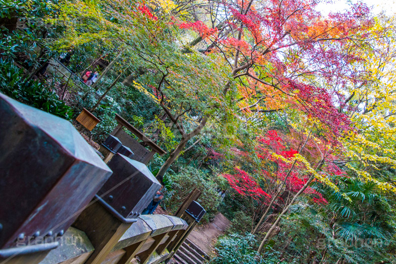 等々力渓谷の紅葉,紅葉,秋,もみじ,モミジ,かえで,等々力渓谷,等々力,渓谷,世田谷区,世田谷,名勝,大自然,涼,マイナスイオン,谷沢川,スポット,さんぽ,散歩,木々,避暑地,橋,季語