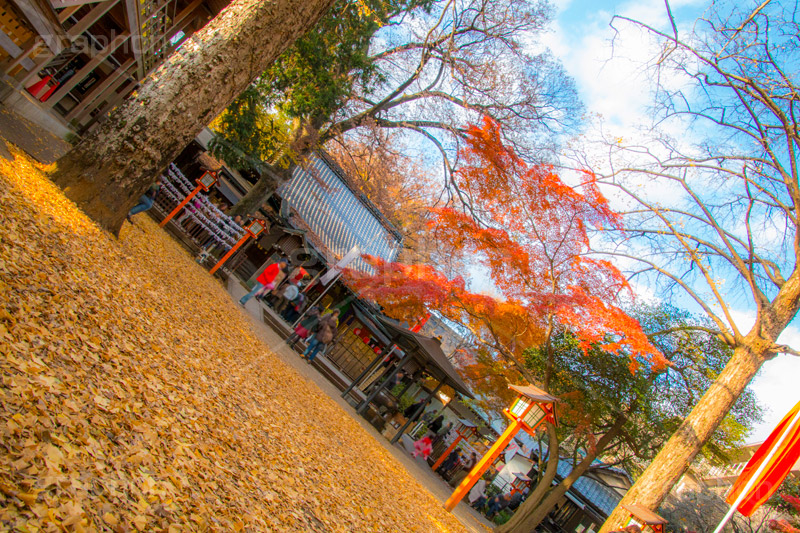 等々力不動尊の紅葉,紅葉,秋,もみじ,モミジ,かえで,落葉,いちょう,銀杏,イチョウ,等々力不動尊,不動尊,不動堂,行者,利益,交通安全,巡礼,学業成就,等々力渓谷,等々力,渓谷,世田谷区,世田谷,谷沢川,季語