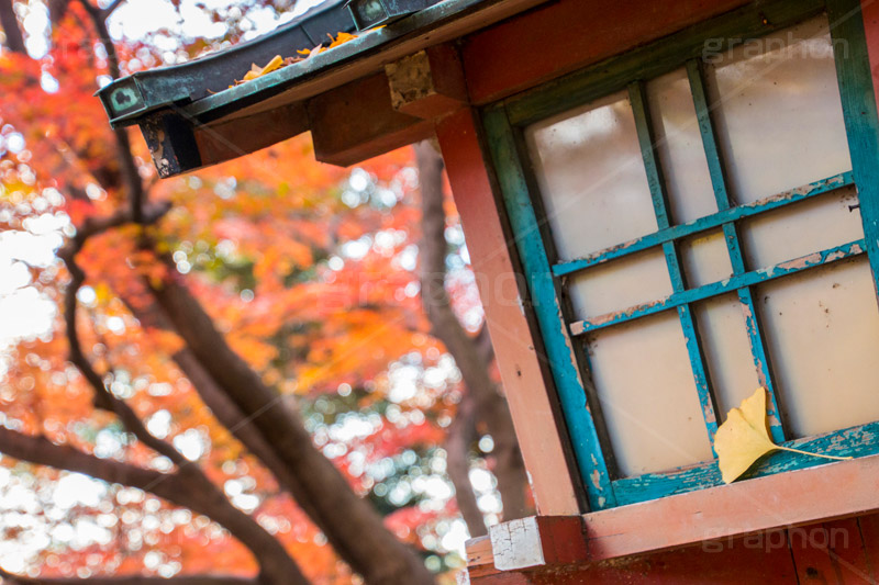 等々力不動尊の紅葉,紅葉,秋,もみじ,モミジ,かえで,落葉,いちょう,銀杏,イチョウ,等々力不動尊,不動尊,不動堂,行者,利益,交通安全,巡礼,学業成就,等々力渓谷,等々力,渓谷,世田谷区,世田谷,谷沢川,灯篭,季語