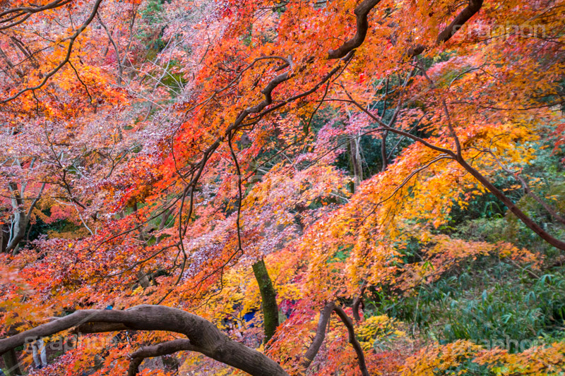 等々力不動尊の紅葉,紅葉,秋,もみじ,モミジ,かえで,等々力不動尊,不動尊,不動堂,行者,利益,交通安全,巡礼,学業成就,等々力渓谷,等々力,渓谷,世田谷区,世田谷,谷沢川,季語