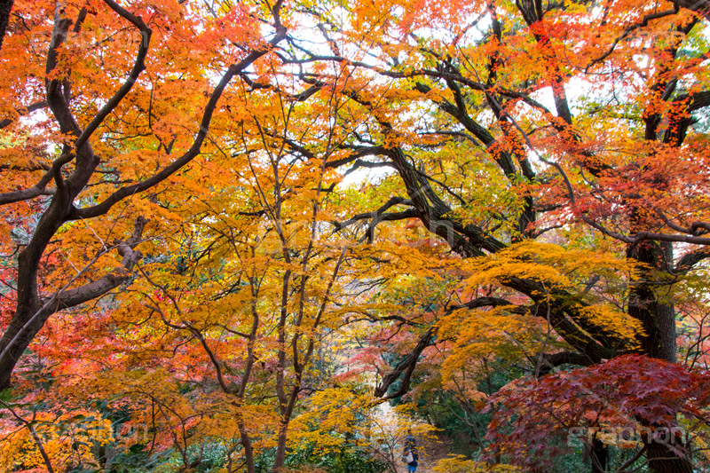 等々力不動尊の紅葉,紅葉,秋,もみじ,モミジ,かえで,等々力不動尊,不動尊,不動堂,行者,利益,交通安全,巡礼,学業成就,等々力渓谷,等々力,渓谷,世田谷区,世田谷,谷沢川,季語