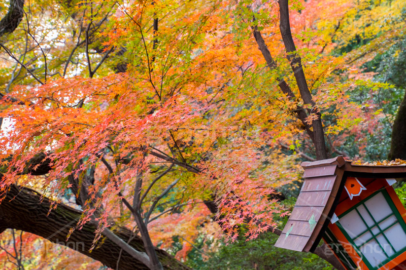 等々力不動尊の紅葉,紅葉,秋,もみじ,モミジ,かえで,等々力不動尊,不動尊,不動堂,行者,利益,交通安全,巡礼,学業成就,等々力渓谷,等々力,渓谷,世田谷区,世田谷,谷沢川,灯篭,季語