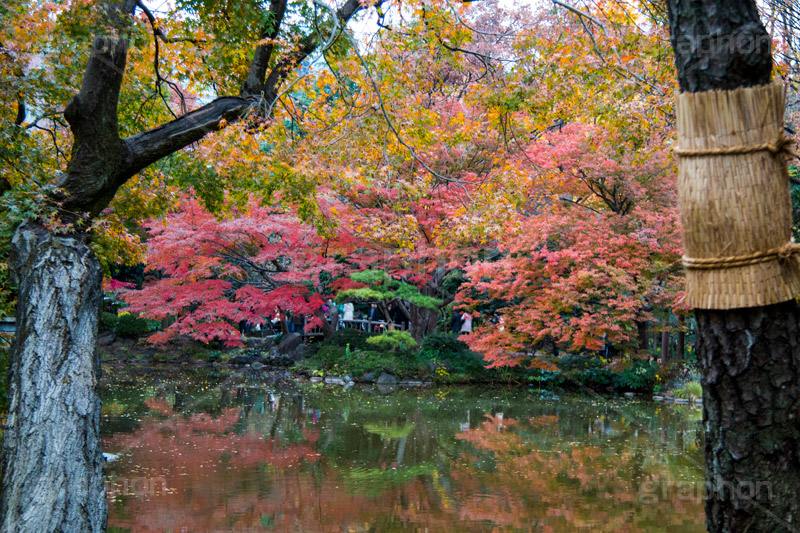 日比谷公園の紅葉,日比谷公園,千代田区,日比谷,公園,紅葉,落ち葉,秋,もみじ,モミジ,いちょう,イチョウ,銀杏,都立公園,霞が関,有楽町,紅葉狩り,季語,池,japan,autumn