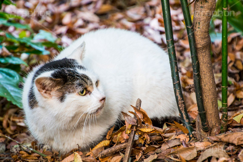 落ち葉の上でくつろぐ猫,落ち葉,落葉,くつろぐ,野良猫,のら,野良,ねこ,猫,ネコ,秋,枯葉,枯れ葉,木の葉,cat