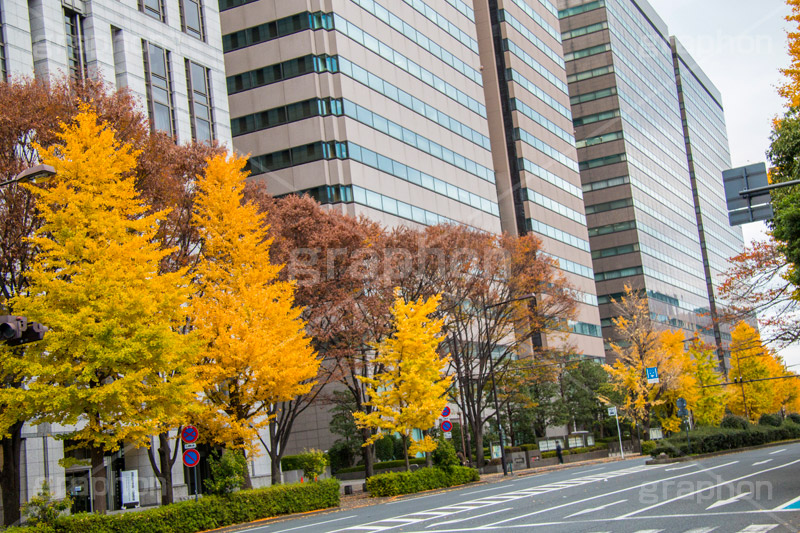 日比谷の銀杏並木,大手町,千代田区,日比谷,紅葉,落ち葉,秋,いちょう,イチョウ,銀杏,japan,autumn,有楽町,並木,通り