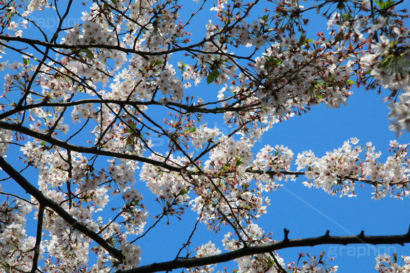 青空と桜,桜,ソメイヨシノ,そめいよしの,さくら,サクラ,花見,お花見,花,お花,フラワー,はな,flower,綺麗,きれい,キレイ,満開,咲,春,blossom,japan