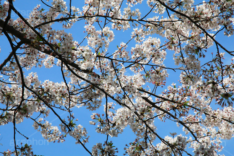 青空と桜,桜,ソメイヨシノ,そめいよしの,さくら,サクラ,花見,お花見,花,お花,フラワー,はな,flower,綺麗,きれい,キレイ,満開,咲,春,blossom,japan