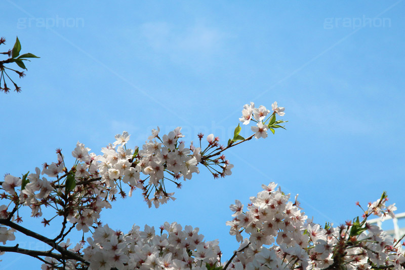 青空と桜,桜,ソメイヨシノ,そめいよしの,さくら,サクラ,花見,お花見,花,お花,フラワー,はな,flower,綺麗,きれい,キレイ,満開,咲,春,blossom,japan