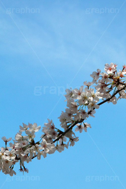 青空と桜,桜,ソメイヨシノ,そめいよしの,さくら,サクラ,花見,お花見,花,お花,フラワー,はな,flower,綺麗,きれい,キレイ,満開,咲,春,blossom,japan