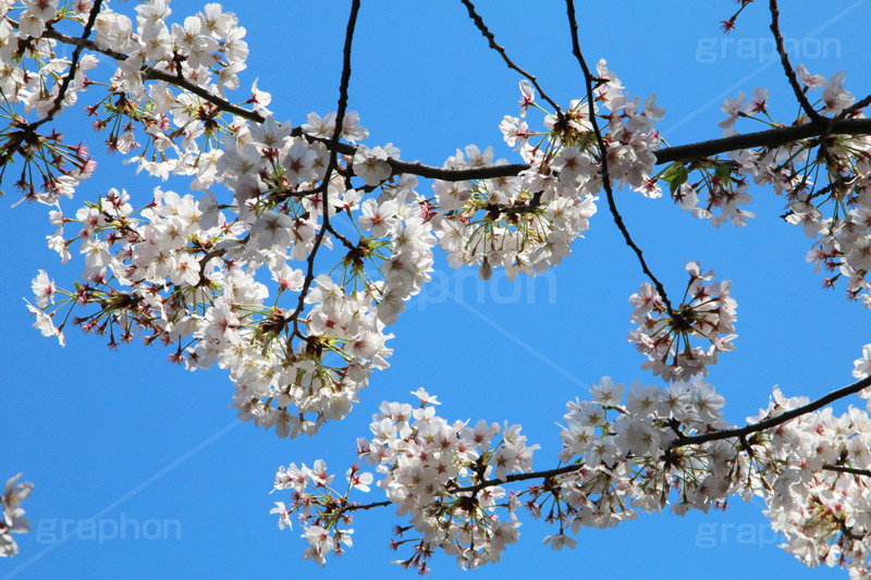 青空と桜,桜,ソメイヨシノ,そめいよしの,さくら,サクラ,花見,お花見,花,お花,フラワー,はな,flower,綺麗,きれい,キレイ,満開,咲,春,blossom,japan