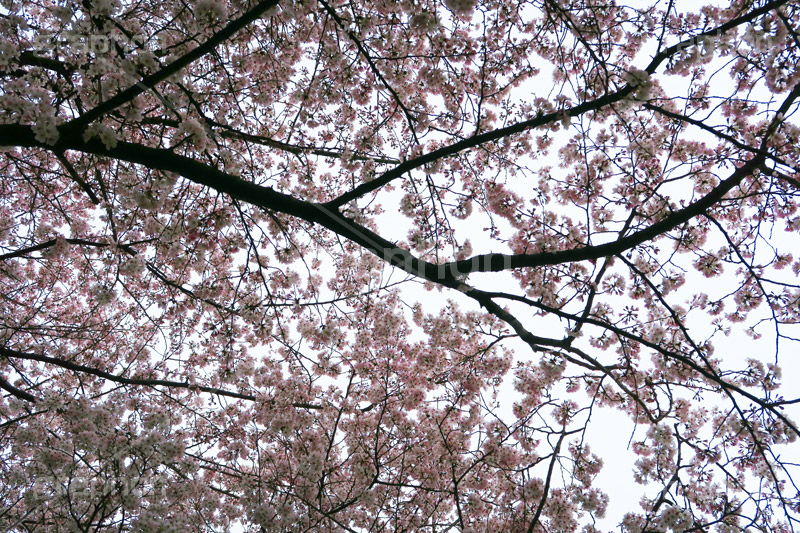 川越水上公園の桜,桜,ソメイヨシノ,そめいよしの,さくら,サクラ,花見,お花見,花より団子,花,お花,フラワー,はな,綺麗,きれい,キレイ,満開,咲,春,公園,水上公園,埼玉,川越水上公園,川越,blossom,japan,flower,park