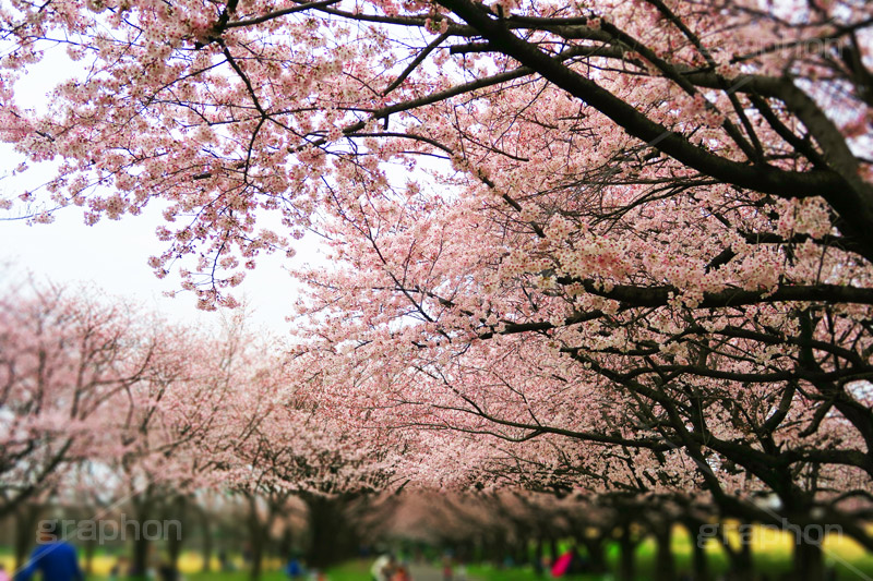 川越水上公園の桜,桜,ソメイヨシノ,そめいよしの,さくら,サクラ,花見,お花見,花より団子,花,お花,フラワー,はな,綺麗,きれい,キレイ,満開,咲,春,公園,水上公園,埼玉,川越水上公園,川越,blossom,japan,flower,park