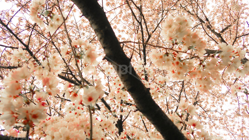 桜の花,桜,ソメイヨシノ,そめいよしの,さくら,サクラ,花見,お花見,花,お花,フラワー,はな,flower,綺麗,きれい,キレイ,満開,咲,春,ワイド撮影,blossom,japan