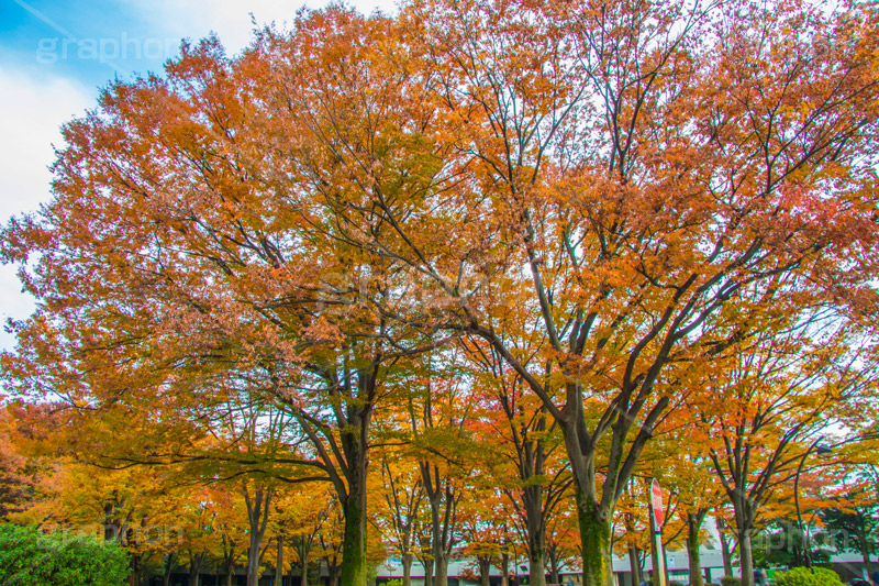 駒沢公園の紅葉,駒沢公園,世田谷区,目黒区,公園,落ち葉,紅葉,自然,植物,木々,秋,オレンジ,黄色,季語,japan,autumn,駒沢オリンピック公園,総合運動場